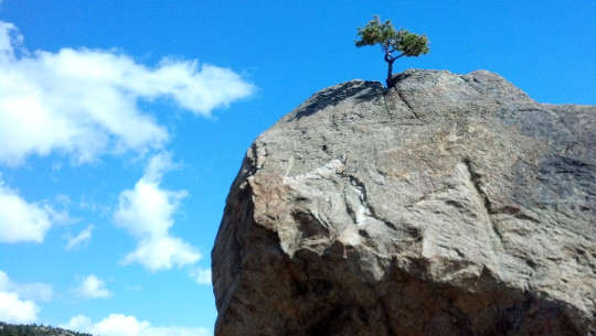 Never, Ever Give Up: Having the Courage to Start Over Again a lone tree growing off the top of a bare cliff